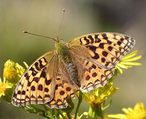High Brown Fritillary - Argynnis adippe © John Muddeman